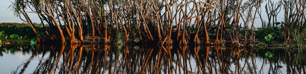 mangroves