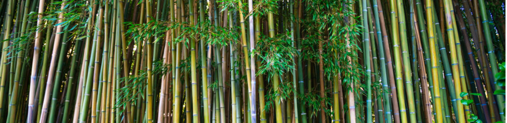 bamboo texture