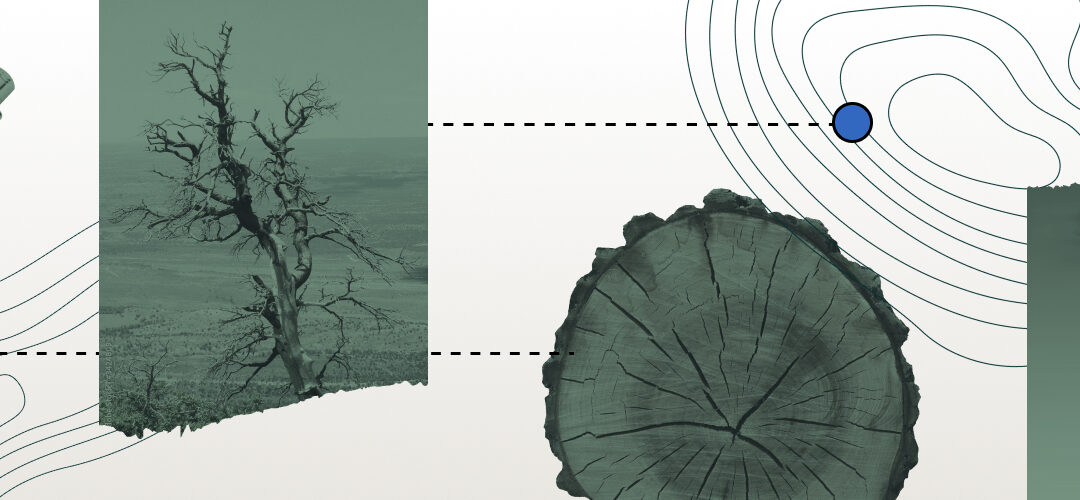 Carbon Insurance: The Role of Insurance in the Carbon Transition